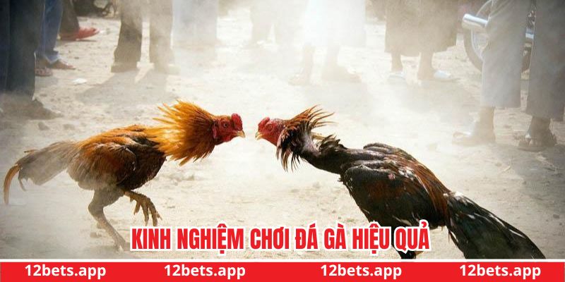 Kinh nghiệm đá gà hiệu quả