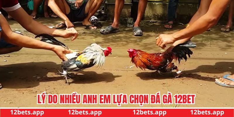 Lý do nhiều người lựa chọn