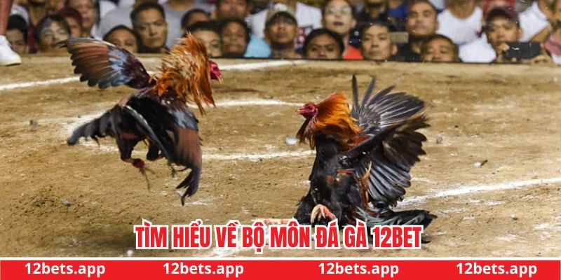 Tìm hiểu về bộ môn đá gà 12BET Tìm hiểu về bộ môn đá gà 12BET