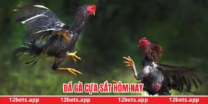 Đá gà cựa sắt hôm nay